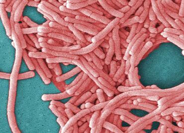 Suman 7 muertes por legionelosis en Illinois