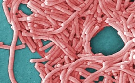 Suman 5 muertos por legionelosis en Nueva York; detectan bacteria en 33 edificios
