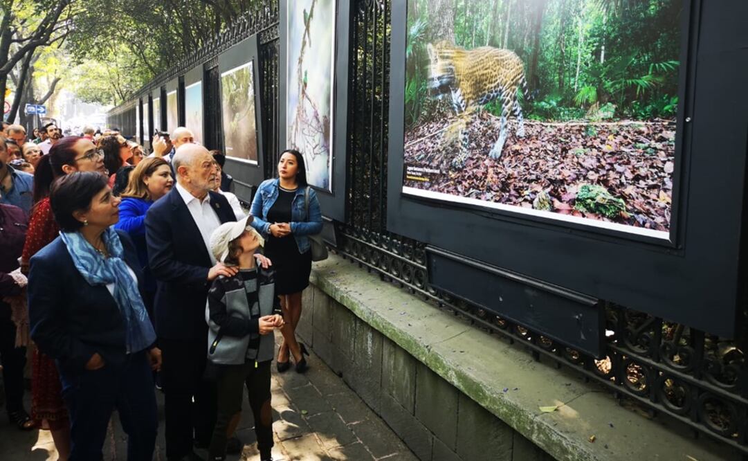 El doctor José Sarukhán observando al "Jaguar fantasma"/ Fotografía: El Universal