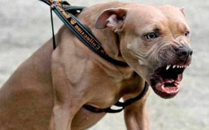 Perros Pitbull matan a un hombre en Tamaulipas