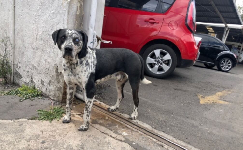 "Payaso", el perrito que espera diario a su dueño, atropellado hace más de un año en calles de Toluca