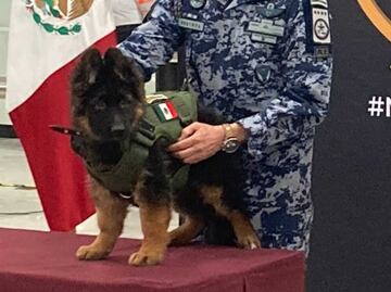 ¿Proteo II, Arcadaş o Yardim? Sedena convoca a elegir nombre para el cachorro turco que "seguirá las huellas" de Proteo