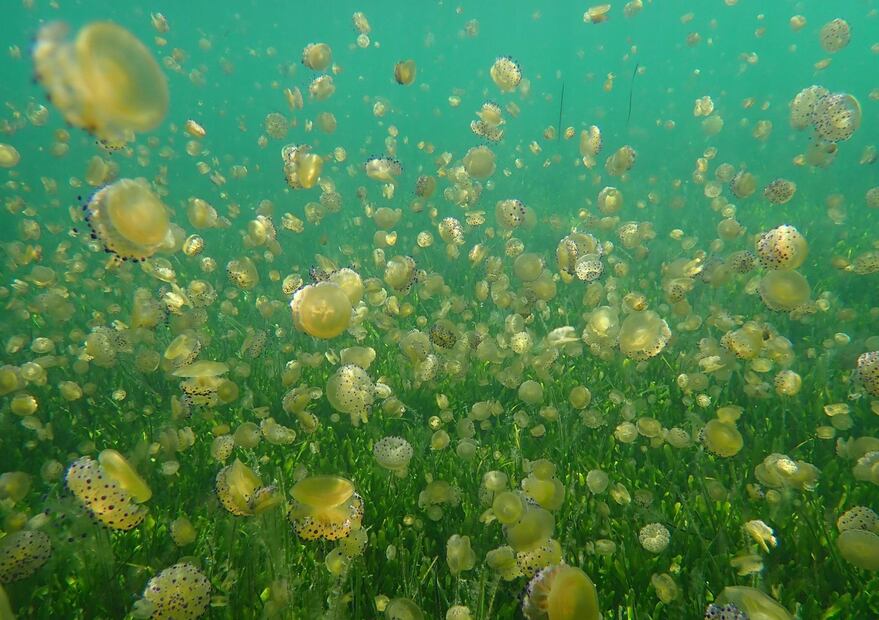 El ciclo de vida de la medusa huevo frito es fascinante y complejo. Fuente: Freepik.