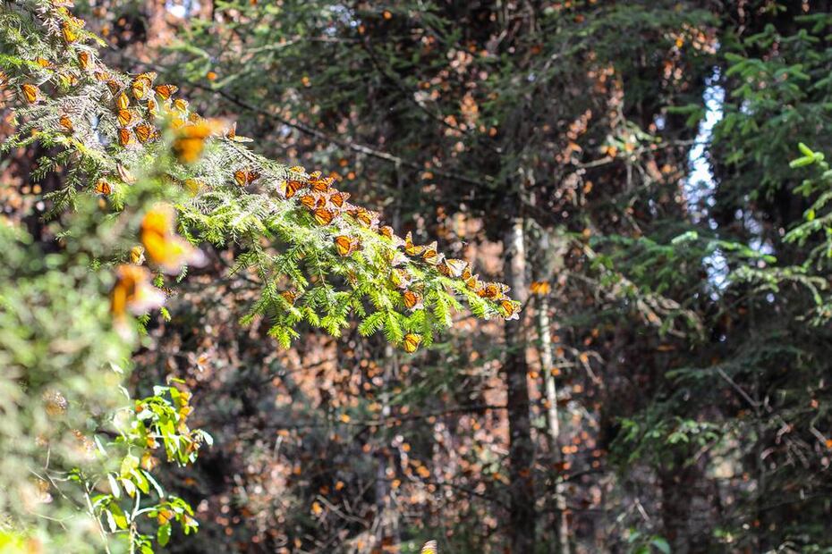 Foto: Sectur Michoacán