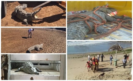 Reubican a cocodrilo hallado en playa en Mazatlán