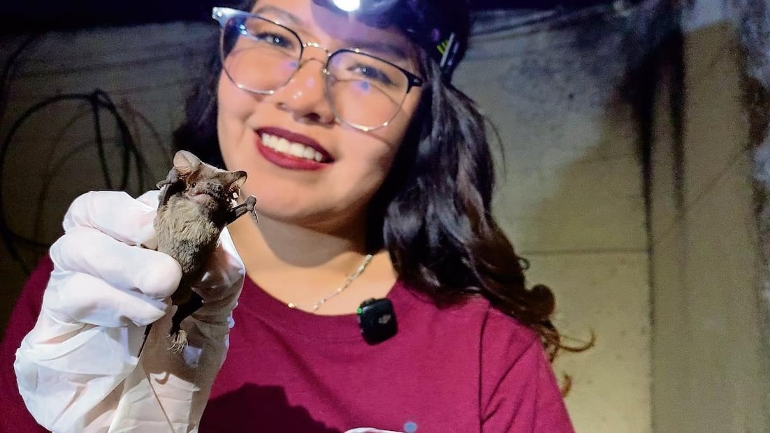 En la Ciudad de México hay registro de 28 especies. Foto: Alberto González / EL UNIVERSAL