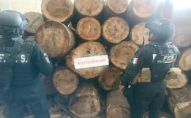 Tala clandestina en Edomex; clausuran predio en Xonacatlán y aseguran miles de metros cúbicos de madera