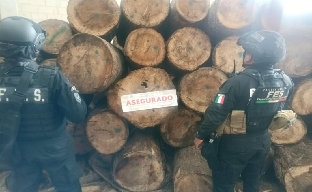 Tala clandestina en Edomex; clausuran predio en Xonacatlán y aseguran miles de metros cúbicos de madera. Foto: Especial