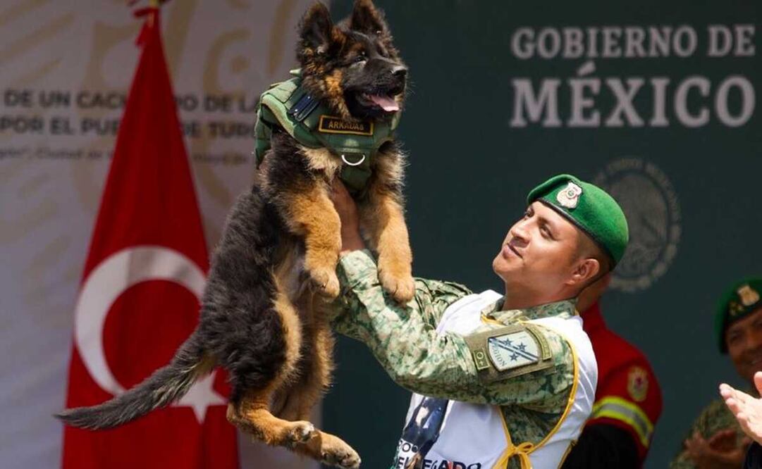 La Sedena presentó este miércoles a Arkadas, el nuevo integrante de los binomios caninos, que llegó de Turquía. Foto: Germán Espinosa / EL UNIVERSAL