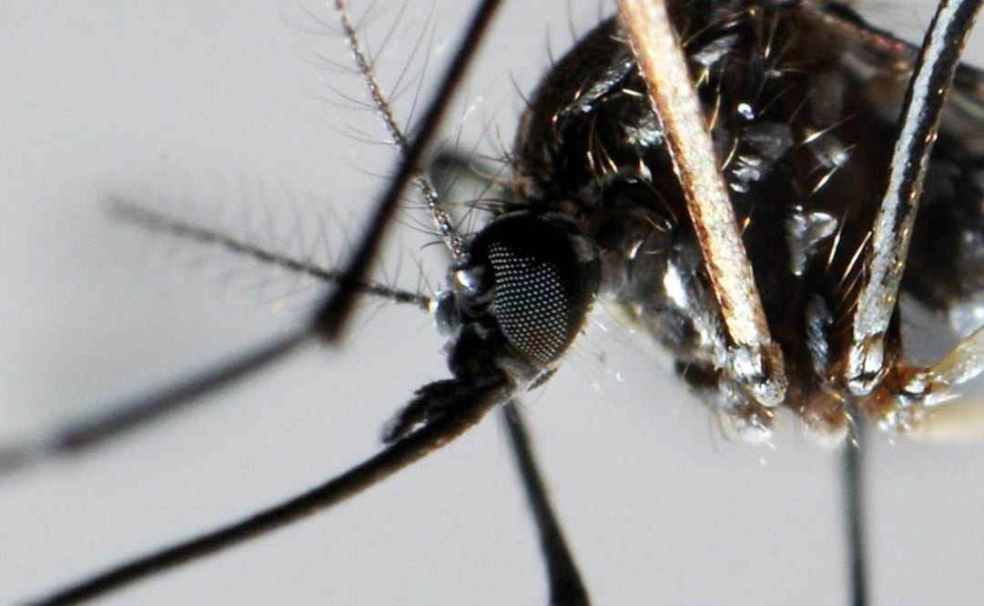 Una parasitosis o enfermedad parasitaria es un padecimiento infeccioso causado por organismos microscópicos unicelulares. Foto: Archivo