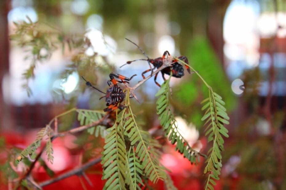¡Ahí vienen los escamoles y otras delicias!