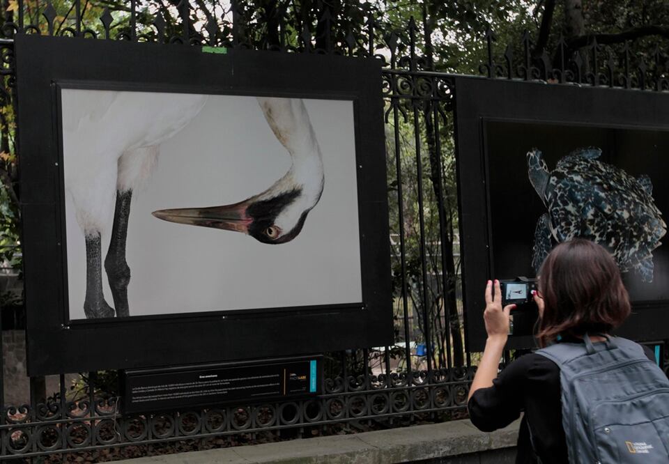 Exhibition “Our Battles against Extinction” in Chapultepec - Photo: Mario Guzmán/EFE