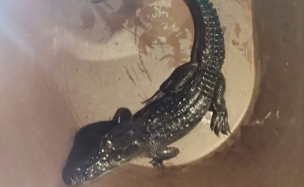 Detienen a 6 personas y rescatan animales exóticos. Foto: especial