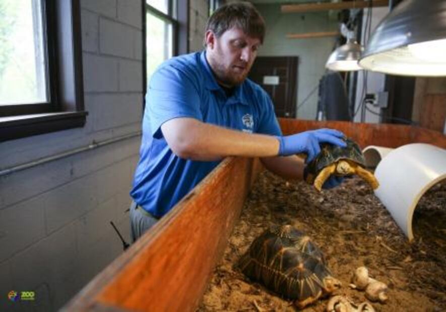 Madagascar: Rescatan a más de 10 mil tortugas encerradas sin comida ni agua