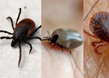 Estos son los distintos tipos de garrapatas, según expertos