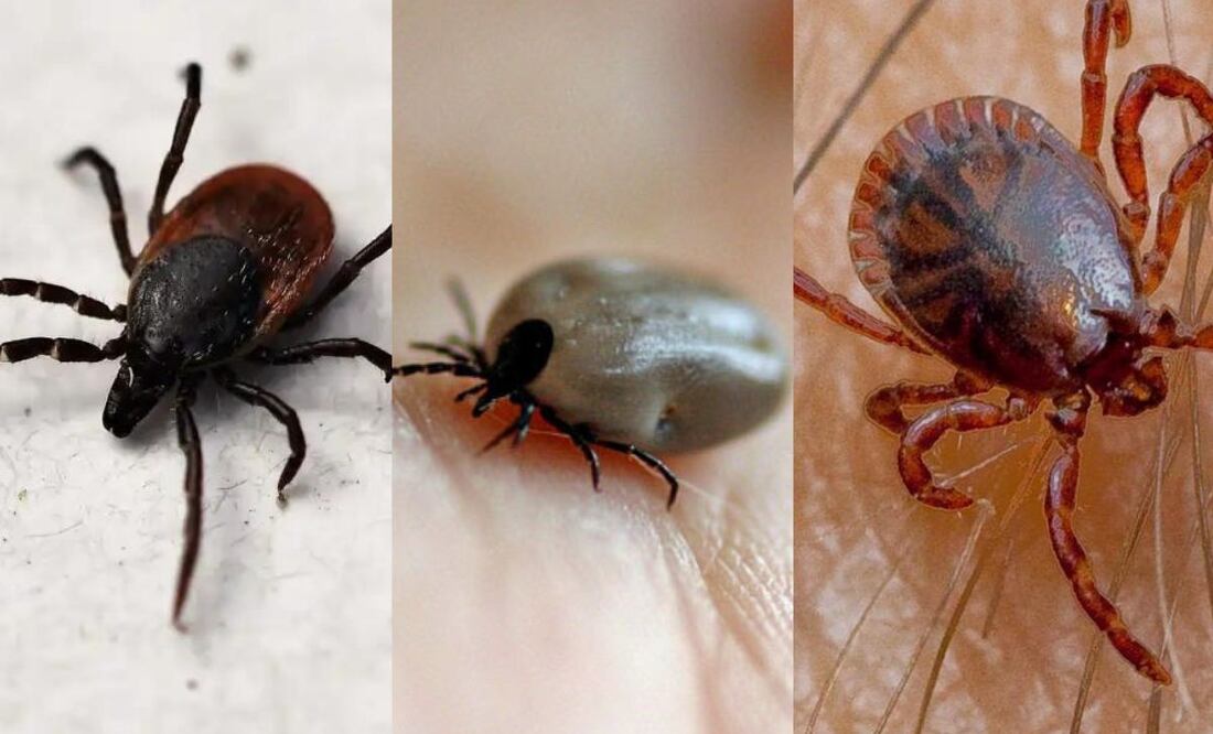 Un enemigo común en mascotas y humanos. Fuente: Freepik