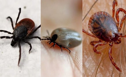 Estos son los distintos tipos de garrapatas, según expertos