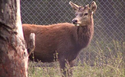 Ómicron salta a venados y abre la puerta a más variantes: NYT