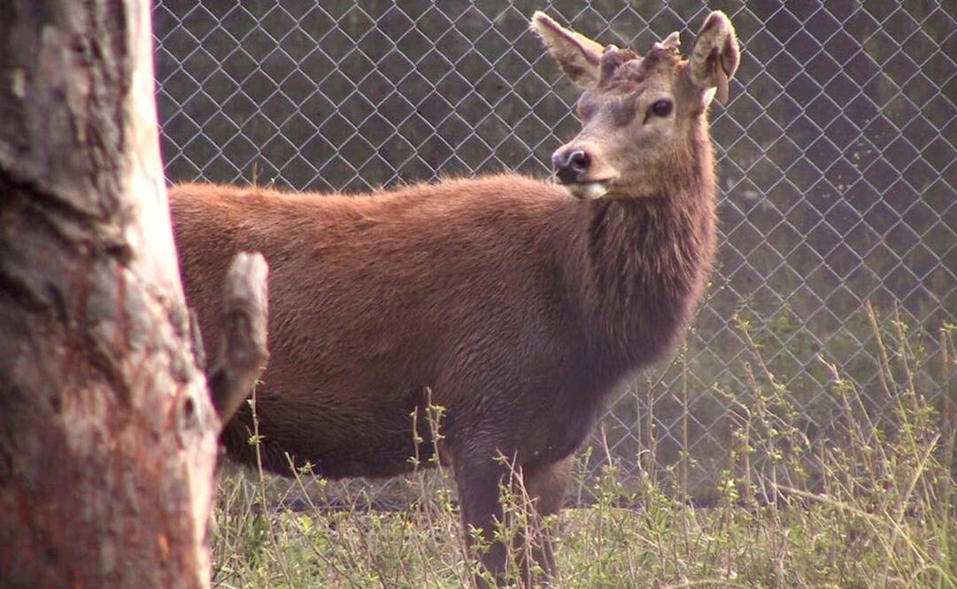 Venado de cola blanca. Foto: Archivo/ EL UNIVERSAL