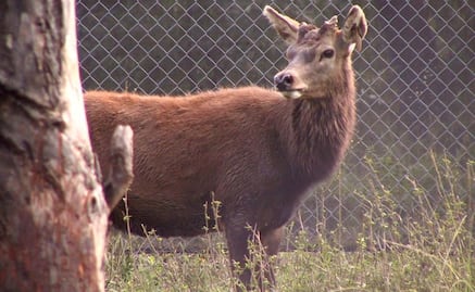 Ómicron salta a venados y abre la puerta a más variantes: NYT