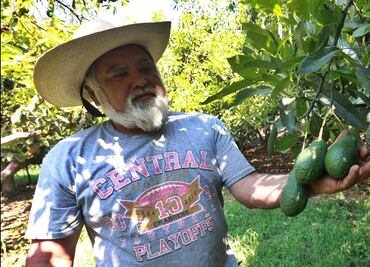 FOTOS: Aguacateros piden apoyo para exportar y no hacerlo mediante intermediarios de Michoacán