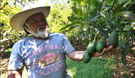 FOTOS: Aguacateros piden apoyo para exportar y no hacerlo mediante intermediarios de Michoacán
