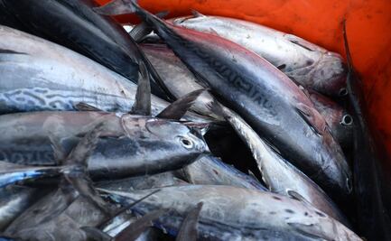 Peces con mercurio por minería ilegal ponen en riesgo a Brasil
