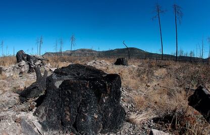 "Narcotala," how drug cartels have infiltrated the forest industry in Chihuahua