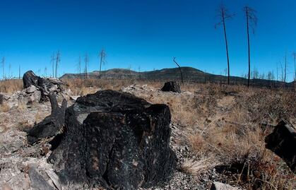 "Narcotala," how drug cartels have infiltrated the forest industry in Chihuahua