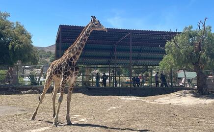 Llega jirafa reticulada de 3 años a la reserva animal en Hidalgo; buscan realizar dinámica para ponerle nombre 