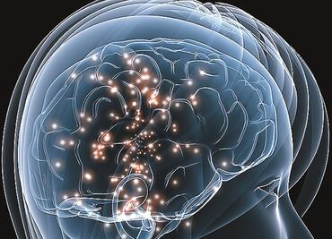 Descubren genes que influyen en el tamaño del cerebro humano