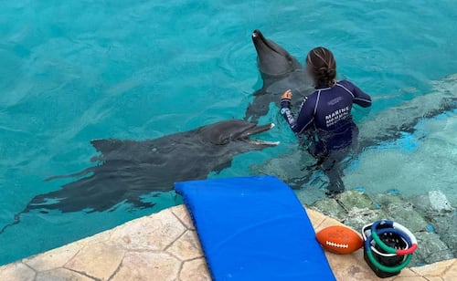After inspecting Cancún dolphinarium, Profepa rules out moving 9 animals due to severe illness
