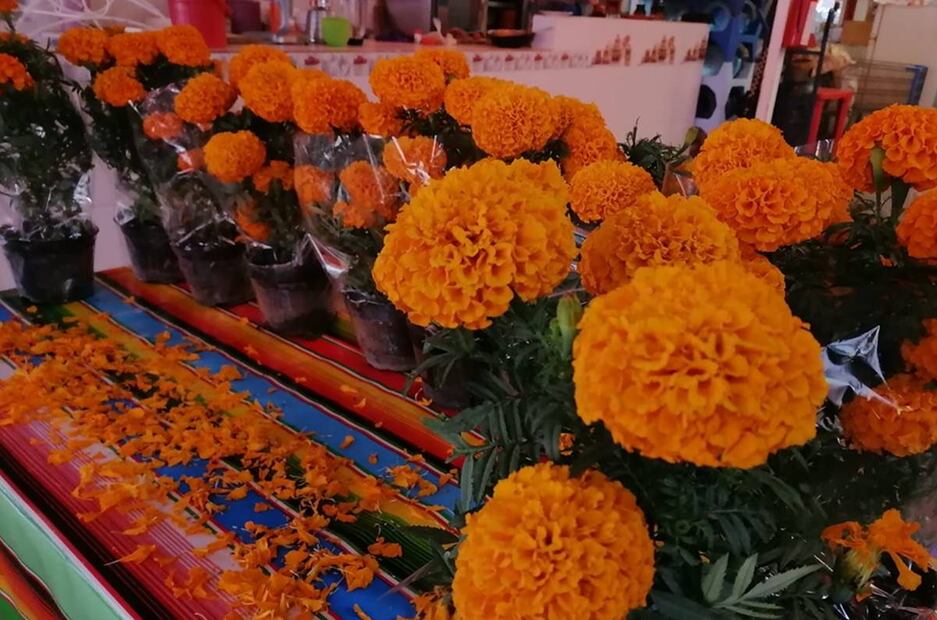 Aprende a cuidar la flor de cempasúchil en la od¿frenda. Foto: Especial