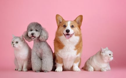 ¿Por qué se bendice a las mascotas en el Día Mundial de los Animales?