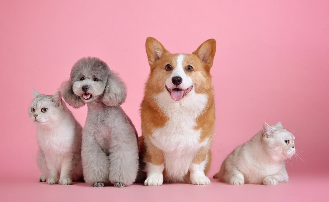 Día Mundial de los Animales. Foto: Unsplash