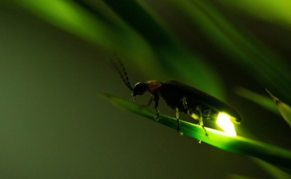 Si vas al Santuario de las Luciérnagas, NO hagas esto