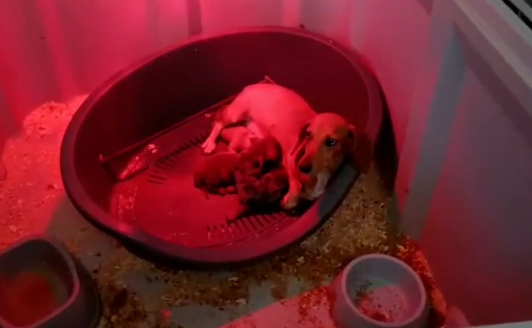 Reptiles, artrópodos, perros y gatos fueron hallados durante los registros realizados en Sevilla, en un presunto esquema de comercialización ilegal de animales (20/06/2026). Foto: @guardiacivil