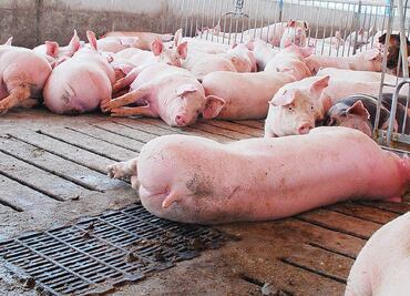 Peste porcina africana alerta a México