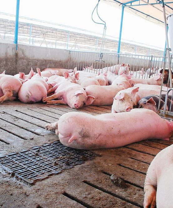 La peste porcina africana generaría pérdidas por 128 mil millones de pesos para la industria porcícola y pondría en riesgo empleos directos e indirectos. ARCHIVO EL UNIVERSAL