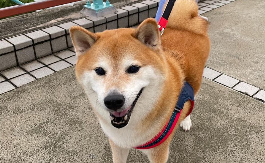 Fans de Cheems lo despidieron en redes sociales. Foto: Instagram