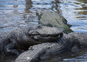 Hallan restos humanos en un canal de Florida infestado de caimanes