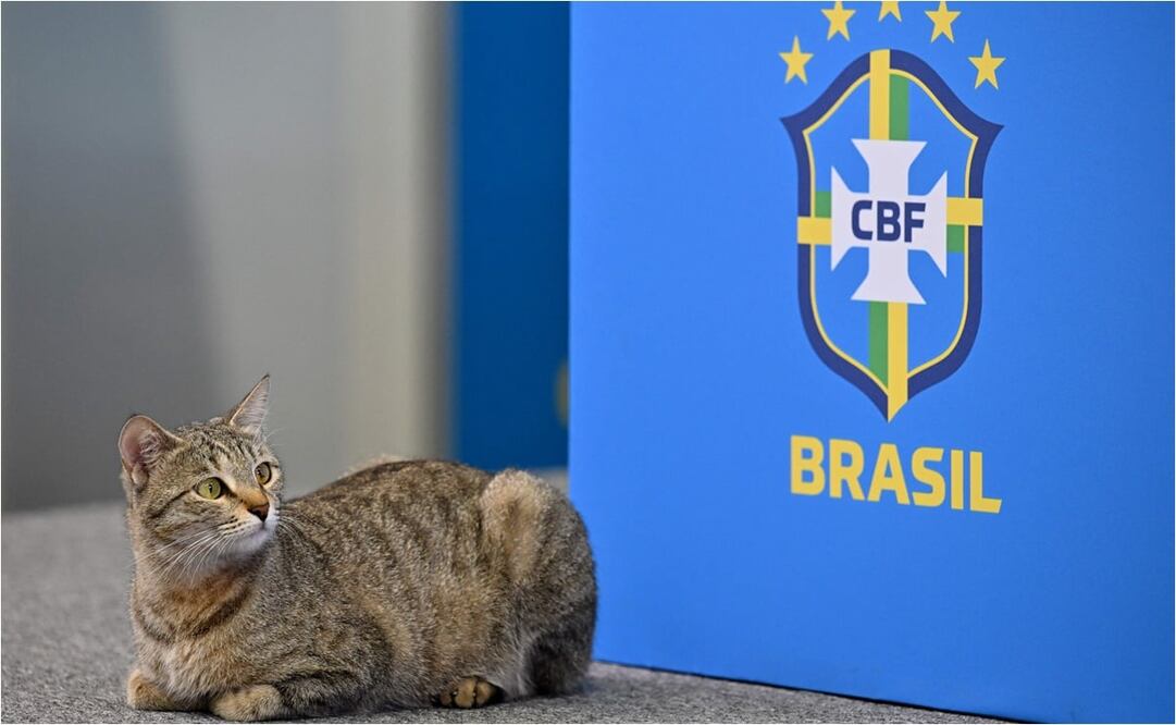 El gato se hizo famoso en una conferencia de prensa en Qatar 2022. FOTO: AFP