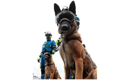 Fiestas patrias desoladas por Covid-19 y perros rescatistas con actitud de rockstars, entre las fotos de la semana