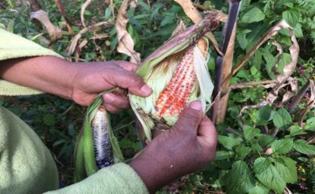 Los maíces de Socorro
