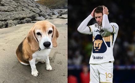 Aaron Ramsey y su familia atraviesan por un mal momento: extraviaron a su perrita Halo en San Miguel de Allende