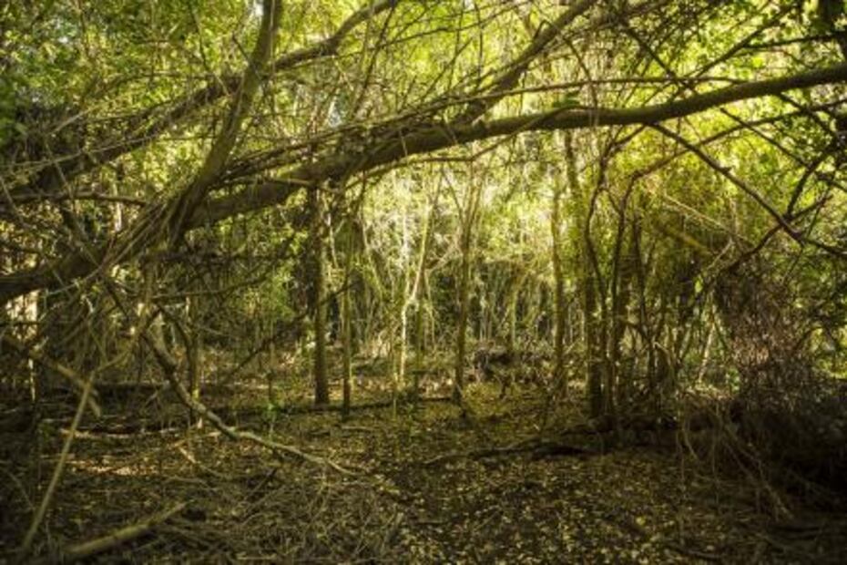 Cacaluta, and endangered paradise