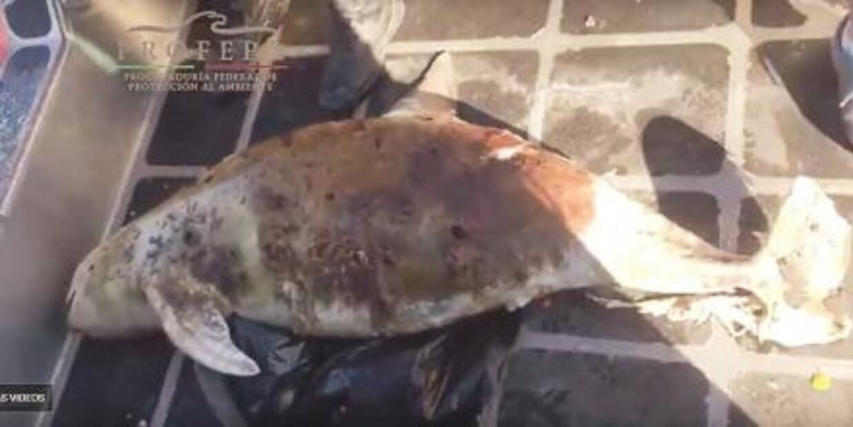 Rescate de vaquita marina llegó tarde: expertos