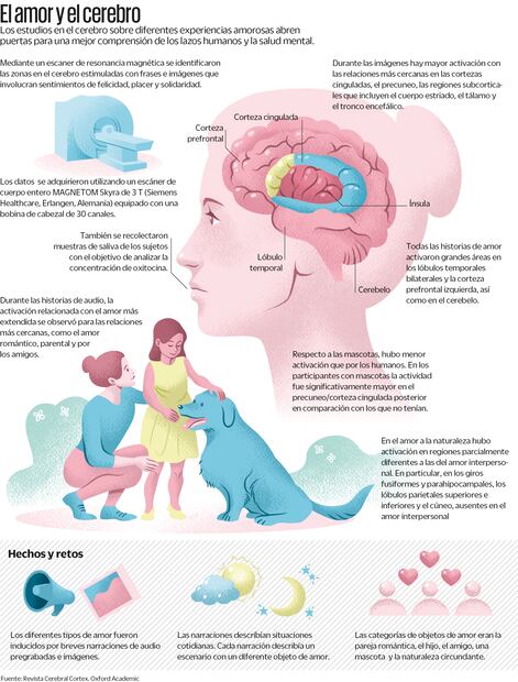 Fuente: Revista Cerebral Cortex, Oxford Academin