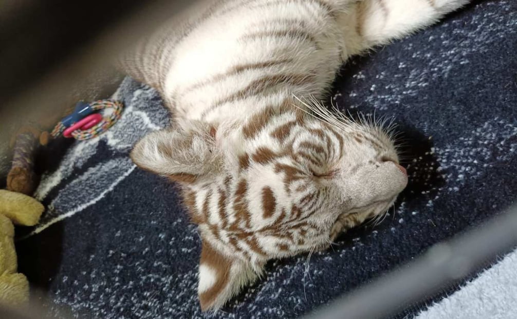 Cachorra de tigre de bengala blanco fue entregada en custodia temporal a la Unidad de Brigada Animal. Foto: Especial