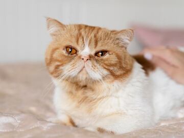 Conoce las razones por las que tu gato hace heces blandas y malolientes, según especialista